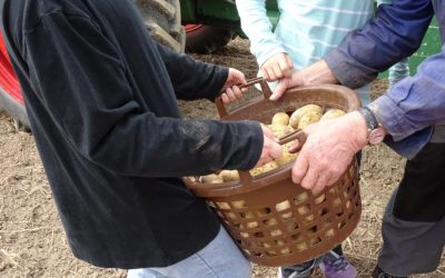 Kartoffelernte in Dietingen