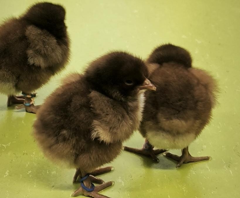 Haustierwochen in der Klasse 2b